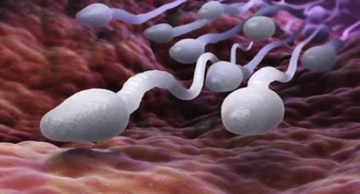 Causes of Infertility in Males and Possible Treatments at Our North Houston Fertility Clinic